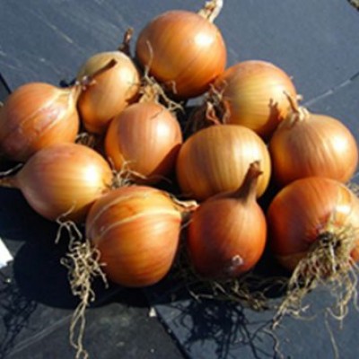 Семена лука Бренда (250 000 семян), Libra Seeds (Erste Zaden)